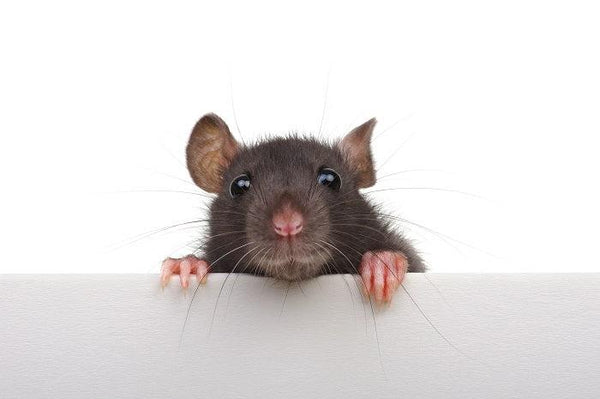 Rat peeping through wall
