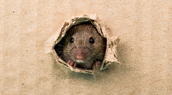 Rat peeping through a brown paper