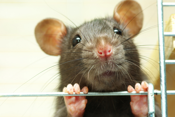 Rat peeping through a cage