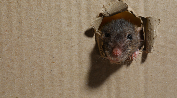 Rat peeping through a hole on a carton box