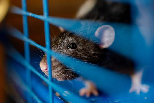 Rat peeping through cage with blue wires