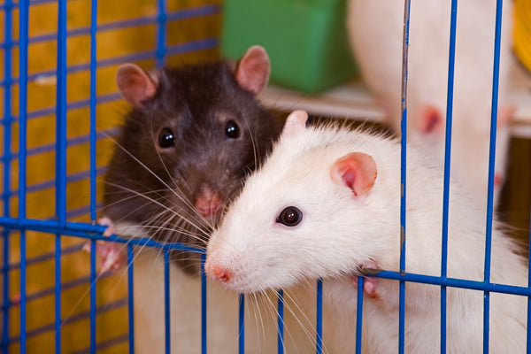 Two pet rats in a cage close to each other peeping through their cage door