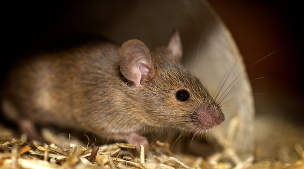 Rat on wood shavings