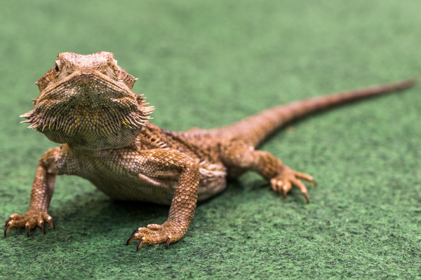 Reptile Carpet