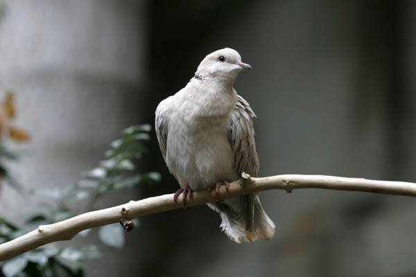 Ring Necked Doves