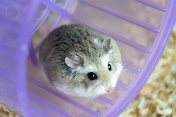 Roborovski Hamsters