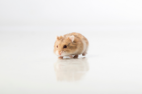 Small hamster with white background