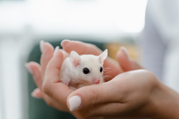 Small white rat on human's hand