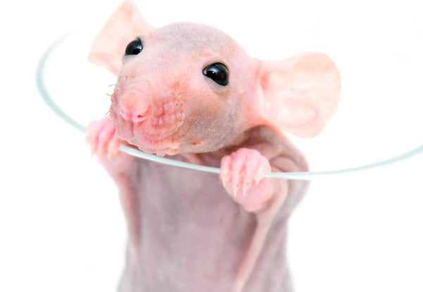 Sphynx rat