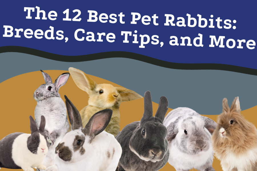 The 12 Best Pet Rabbits_ Breeds, Care Tips, and More