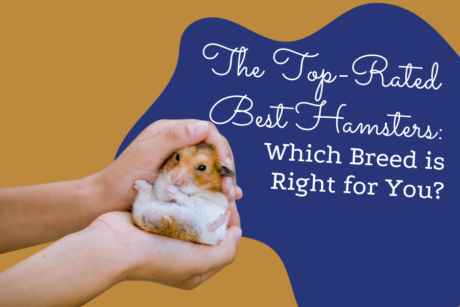 The Top-Rated Best Hamsters_ Which Breed is Right for You