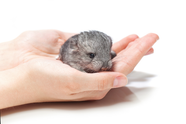 Tiny chinchilla kit on human's hand