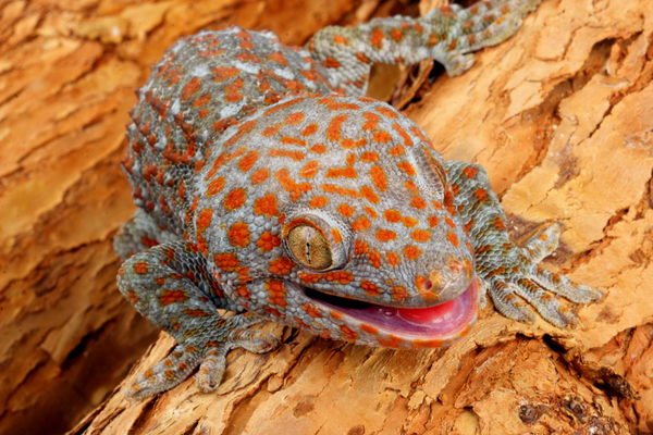 Tokay Gecko