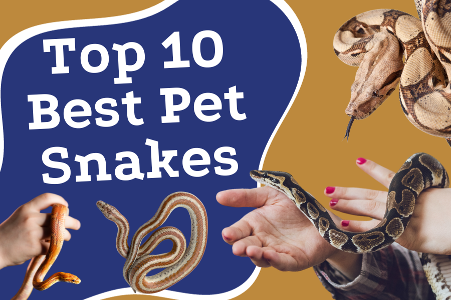 Top 10 Best Pet Snakes A Comprehensive Guide for Beginners