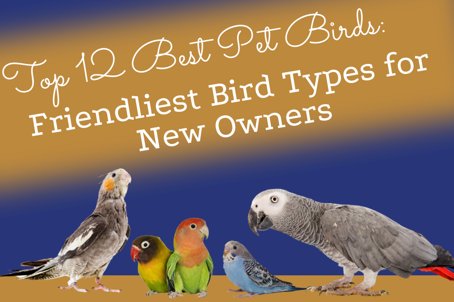 Top 12 Best Pet Birds_ Friendliest Bird Types for New Owners