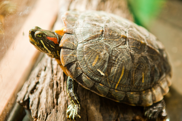 Turtle on a peice of wood looking through his glass cage