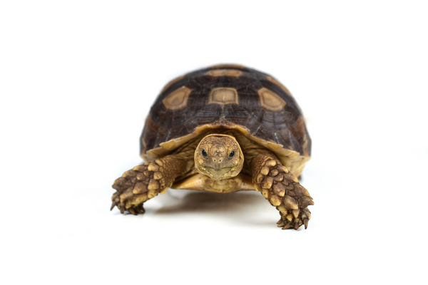 Turtle on a white background