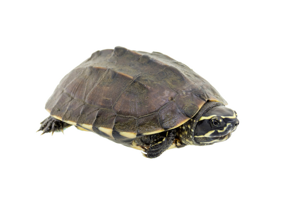 Turtle with white background