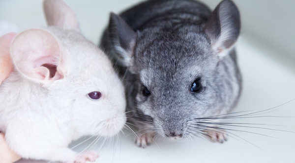 Two Baby Chinchillas