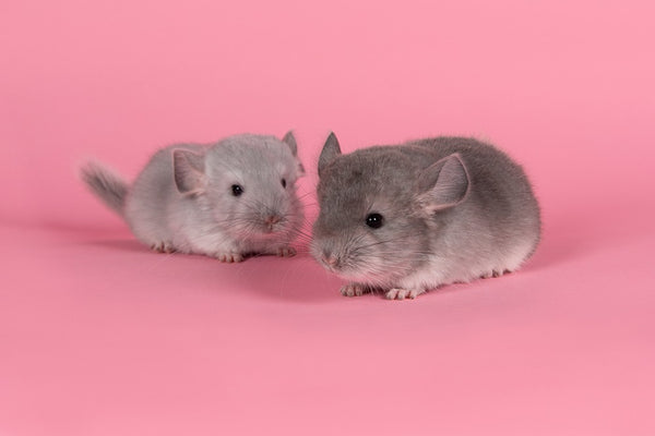 Two baby chinchillas on pink background