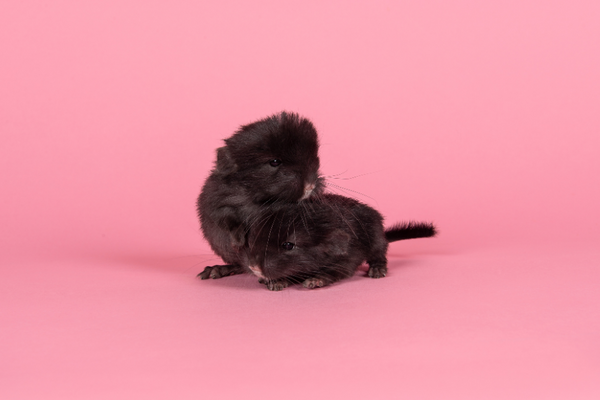 Two black baby chinchillas