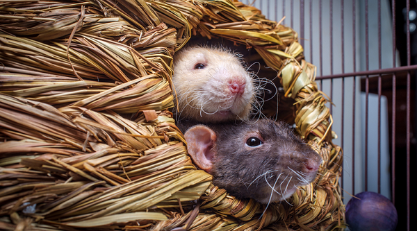 Two rats cuddling in a weaved basket