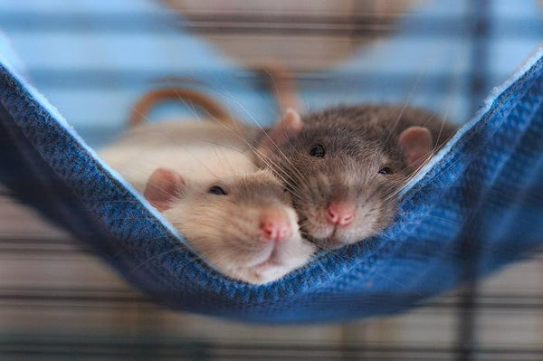 Two rats cuddling on a hammock