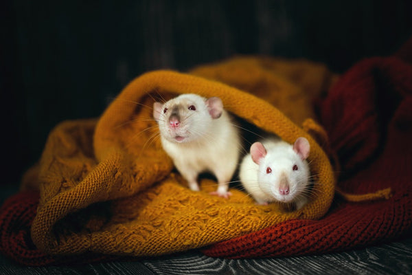 Two rats cuddling under a knitted blanket