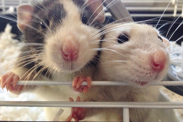Two rats on a cage