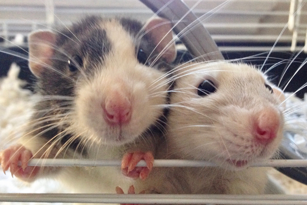 Two rats on a cage