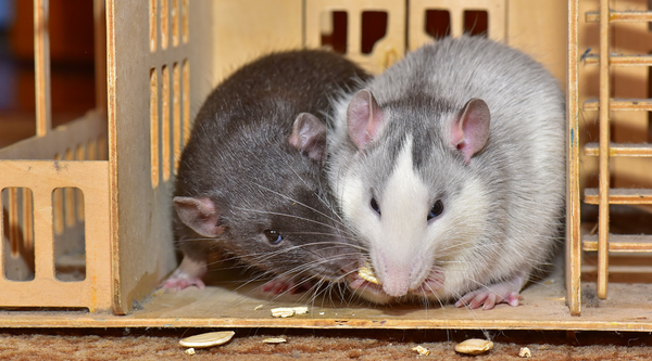 Two rats sharing a treat in a wooden house