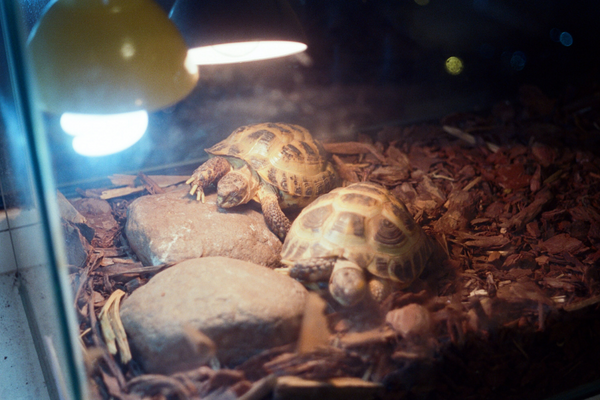 Two turtles in an aquarium walking on rocks