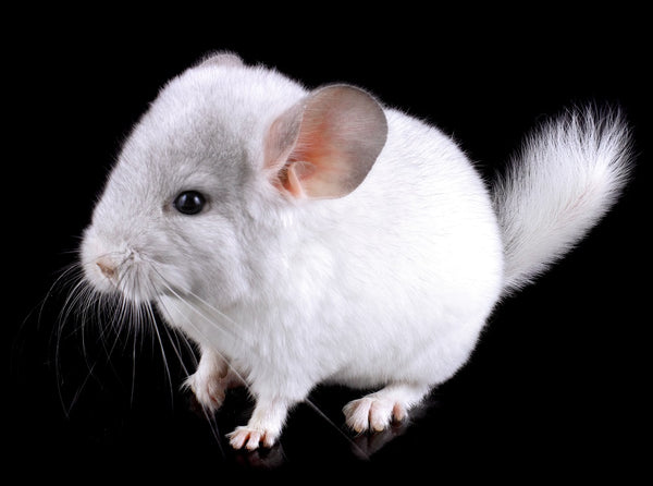 White baby chinchilla with black background