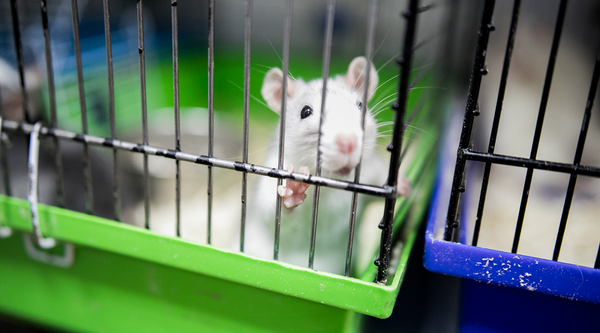 White rat looking through his cage