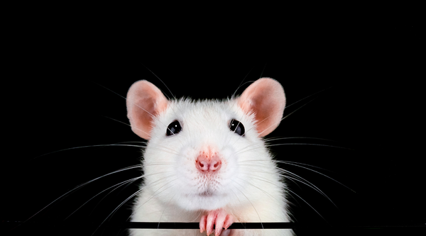 White rat on a black background