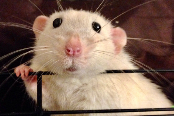 White rat on a cage