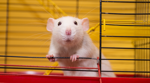 White rat on a cage