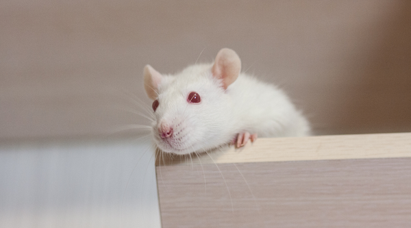 Rat on a wooden shelf