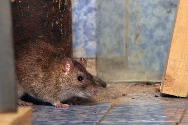 Wild rat in a corner of a house