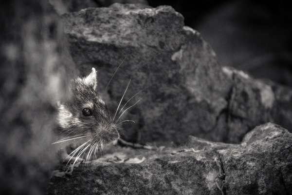 Wild rat on a rock