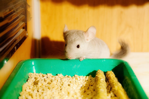 Baby Chinchilla by food bowl Image