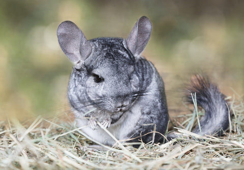 Baby chinchilla on hay Image