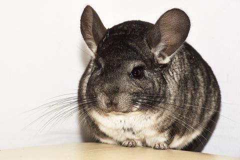 Round Chinchilla image