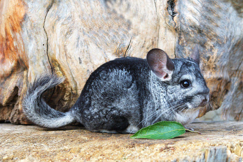 Chinchilla on a stump Image