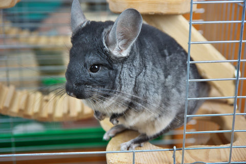 Chinchilla Standing On Wood Image