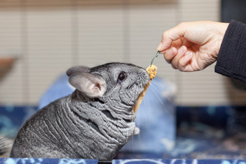 Chinchilla getting handed a treat Image