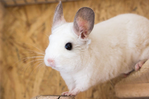 White chinchilla looking intently Image