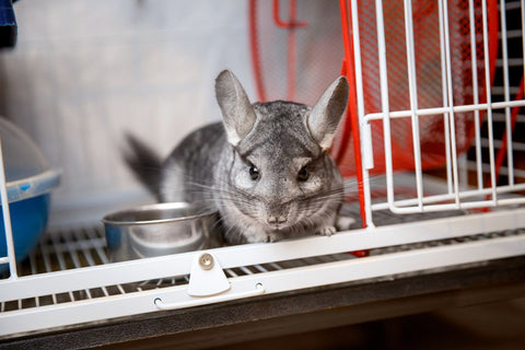 Chinchilla Looking Outside Of The Cage Door Image