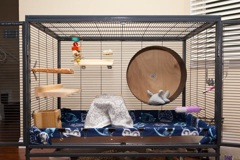 Chinchilla cage setup Image