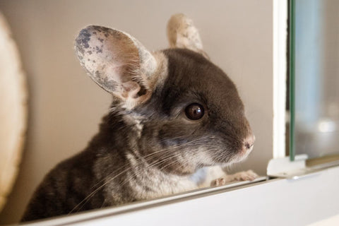 worried looking Chinchilla Image